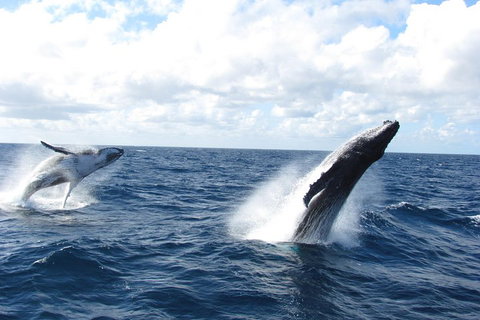 Tangalooma Island Resort Whale Watching Day Cruise With Dolphin Feeding - South Australia Travel 1