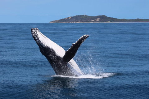 Tangalooma Island Resort Whale Watching Day Cruise With Dolphin Feeding - South Australia Travel 3