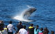 Tangalooma Island Resort Whale Watching Day Cruise With Dolphin Feeding - thumb 5