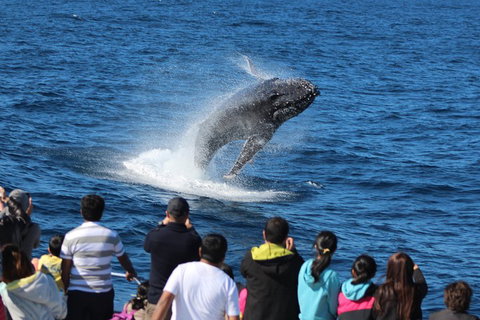 Tangalooma Island Resort Whale Watching Day Cruise With Dolphin Feeding - South Australia Travel 5