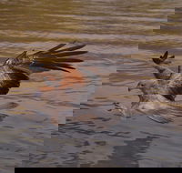 Litchfield and Jumping Crocodiles Full Day Trip from Darwin - South Australia Travel