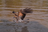Litchfield and Jumping Crocodiles Full Day Trip from Darwin