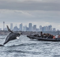 Sydney Whale-Watching by Speed Boat