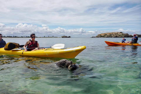Seal Island And Penguin Island Or Point Peron Sea Kayak Tour - South Australia Travel 0