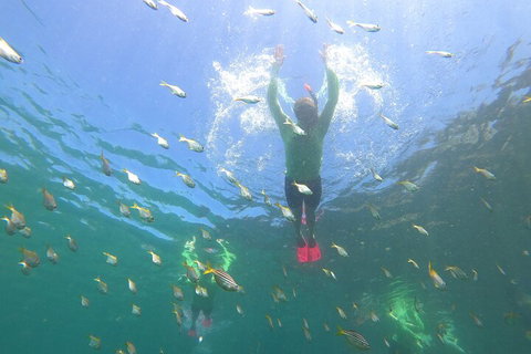 Manly Snorkel Trip And Nature Walk With Local Guide - South Australia Travel 0