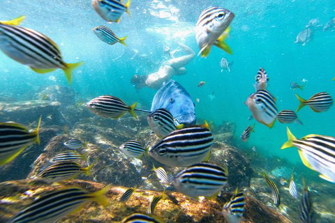 Manly Snorkel Trip And Nature Walk With Local Guide - South Australia Travel 2