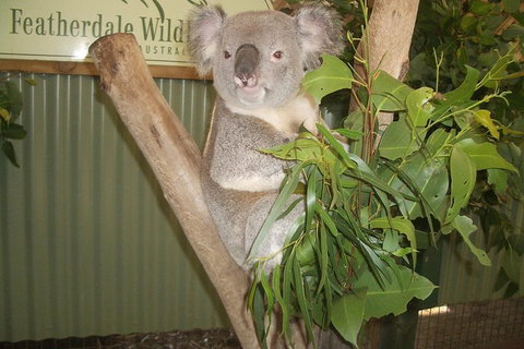 Private All Blue Mountains Day Tour - South Australia Travel 0