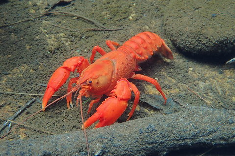 Blue Mountains Empress Canyon Adventure From Wentworth Falls - South Australia Travel 4