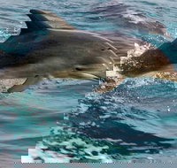 1.5HR Mudjimba Island Wildlife Safari - South Australia Travel