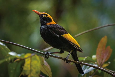 O'Reilly's & Lamington National Park From Gold Coast - South Australia Travel 1