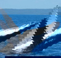 Mooloolaba Whale Watching Tour - South Australia Travel