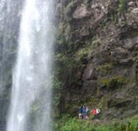 Springbrook National Park Discovery Full-Day Bushwalking Tour - South Australia Travel