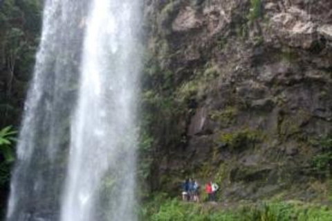 Springbrook National Park Discovery Full-Day Bushwalking Tour - South Australia Travel 0