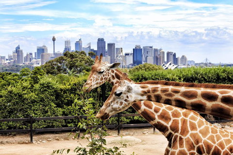 Go City | Sydney Explorer Pass With 20+ Attractions And Tours - South Australia Travel 2