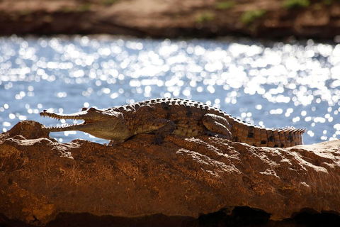 Windjana Explorer - South Australia Travel 5