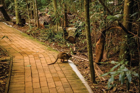 Full Day Sunshine Coast Hinterland Luxury Small Group Tour From Brisbane - South Australia Travel 3