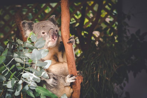 Small-Group Blue Mountains Day Trip From Sydney With Wildlife Park - South Australia Travel 2