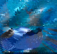 Snorkel with Sharks at AQWA - South Australia Travel