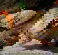 Glass Bottom Boat  Entry at AQWA - South Australia Travel