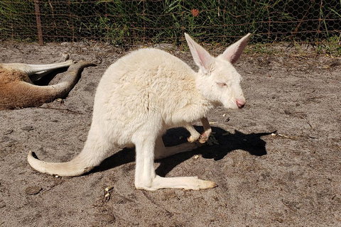 Very Best Of Perth Tour - Wildlife Park & City Highlights Tour - South Australia Travel 3