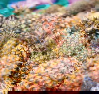 Sunshine Coast Eumundi Markets Return Minibus Transfer - South Australia Travel