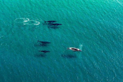 40-45 Minute Port Stephens And Stockton Beach Helicopter Flight - For 2 - South Australia Travel 0