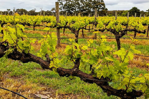 Margaret River Indulge And Discover Day Tour - South Australia Travel 5