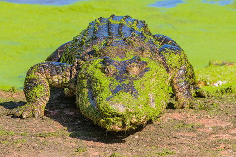 3 In 1 Tour: Matsoâ€™s Brewery, Broome Museum & Malcolm Douglas Crocodile Park - South Australia Travel 4