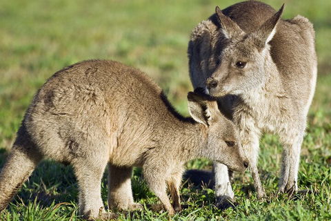 LGBT+ Friendly Full Day Phillip Island Private Tour - South Australia Travel 3