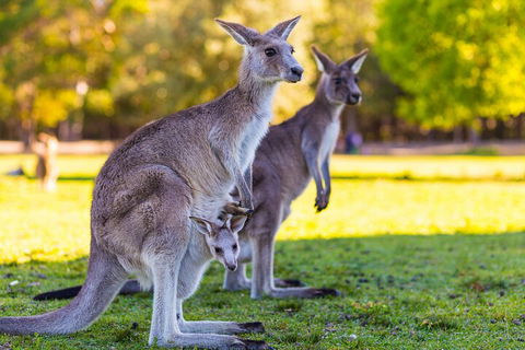 LGBT+ Friendly Full Day Phillip Island Private Tour - South Australia Travel 4