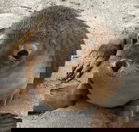 Kangaroo Island Scenic Trail Tour - South Australia Travel