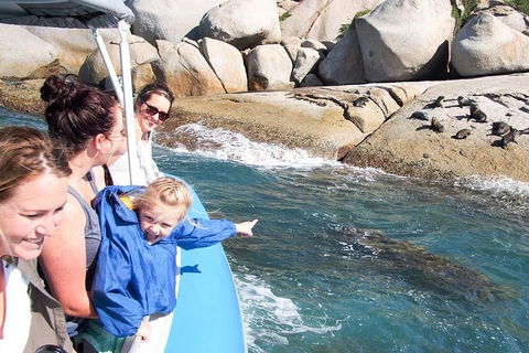 Seal Island Boat Tour From Victor Harbor - South Australia Travel 4