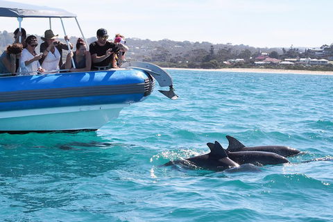 Seal Island Boat Tour From Victor Harbor - South Australia Travel 5