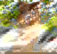 Discover Rottnest with Ferry  Bus Tour from Perth or Fremantle - South Australia Travel