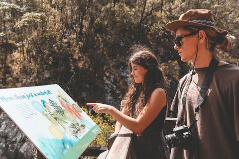 Springbrook AndTamborine Rainforest Tour Incl Natural Bridge And Glow Worm Cave - South Australia Travel 0