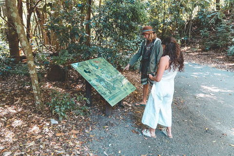 Springbrook AndTamborine Rainforest Tour Incl Natural Bridge And Glow Worm Cave - South Australia Travel 5