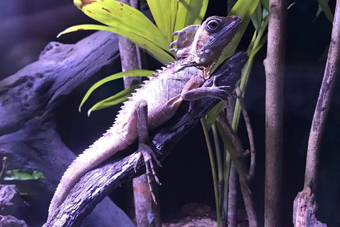 Cairns Aquarium Admission Ticket - South Australia Travel 0