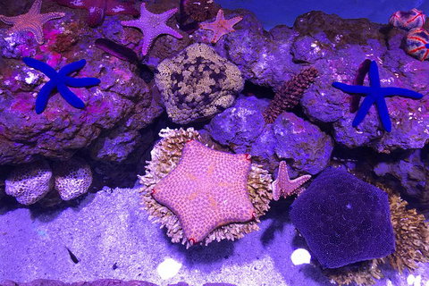 Cairns Aquarium Admission Ticket - South Australia Travel 5