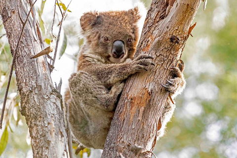 Wild Australian Wildlife 4WD Tour From Sydney - South Australia Travel 1