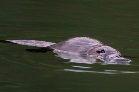 Wild Australian Wildlife 4WD Tour From Sydney - South Australia Travel 2