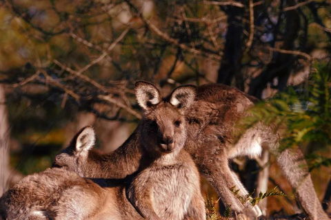 Wild Australian Wildlife 4WD Tour From Sydney - South Australia Travel 3