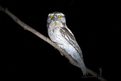 Wild Australian Wildlife 4WD Tour From Sydney - South Australia Travel 4