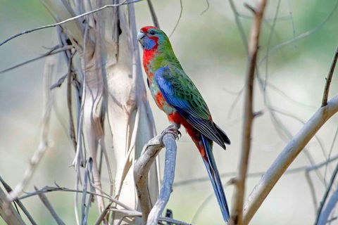 Wild Australian Wildlife 4WD Tour From Sydney - South Australia Travel 5