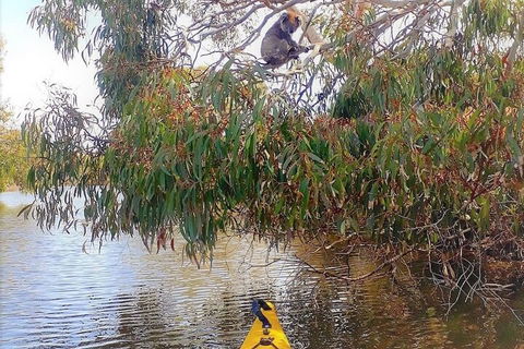 Kangaroo Island Self-Guided Kayaking On The Harriet River - South Australia Travel 4
