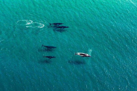 25-30 Minute Newcastle & Macquarie Helicopter Shared Flight - South Australia Travel 4